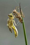 libel met larvehuid (libellulidae sp) 06-2011 8034